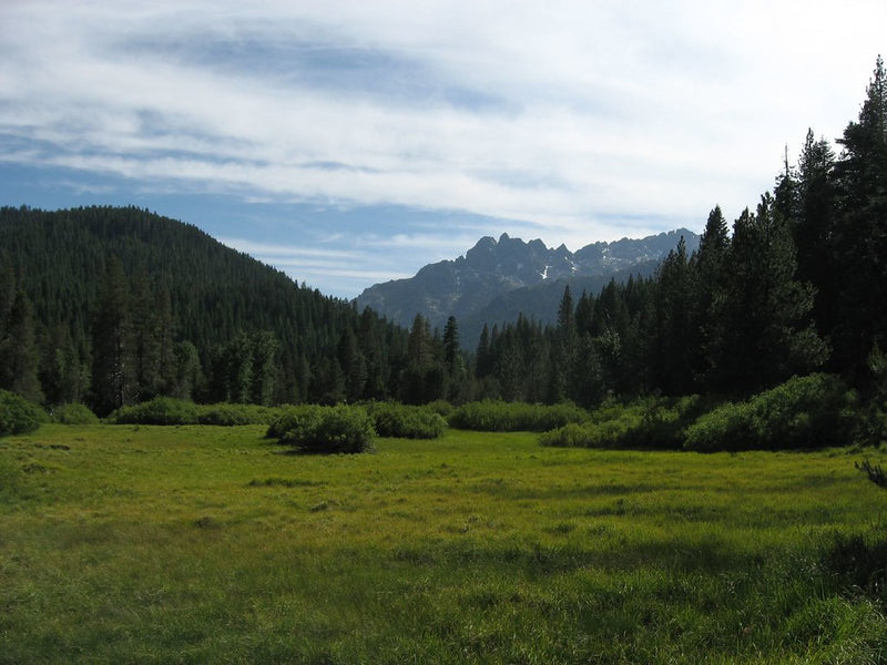 California State Route 49 winding through pine forest near Sierra City, California