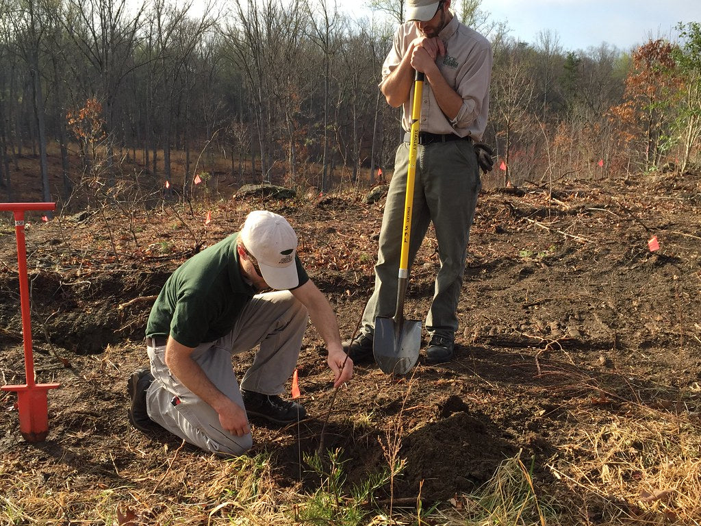 Two conservation-corps volunteers planting a young tree sapling in a cleared wooded area