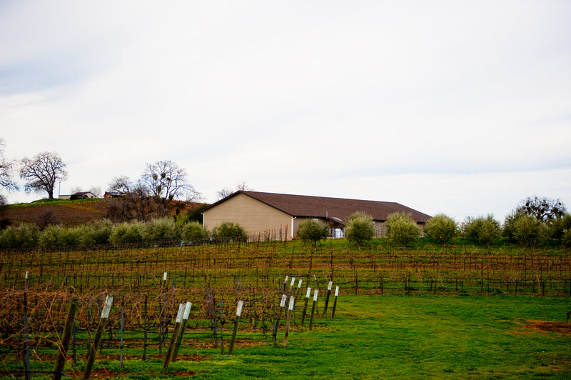 Sierra Foothills Wineries: A Local Guide to the Best Tasting Rooms