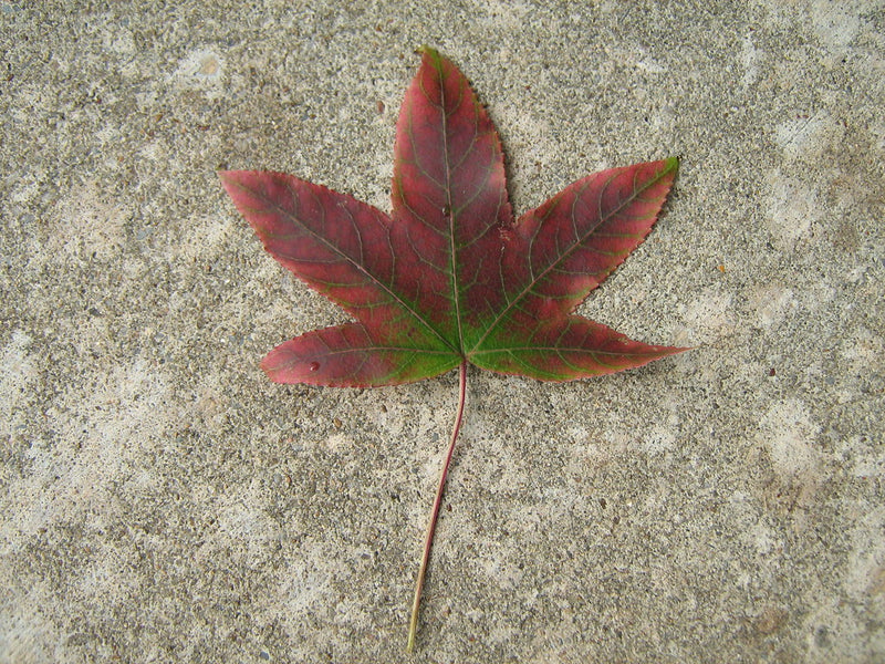 Nevada City Fall Foliage Guide: Where to See the Colors